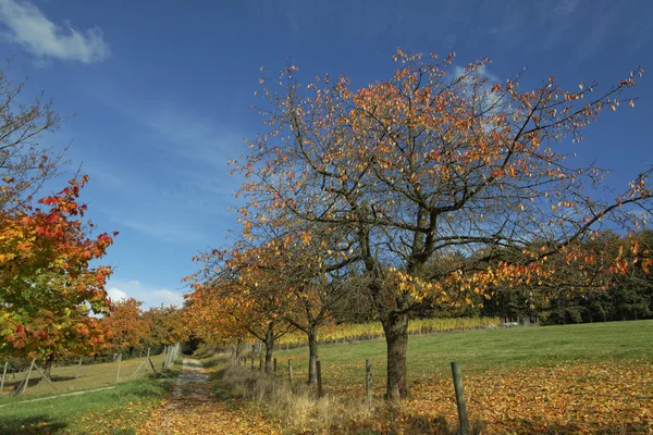 Cherry trees in autumn, Hagen, Germany, Europe — Stock Photo, Image