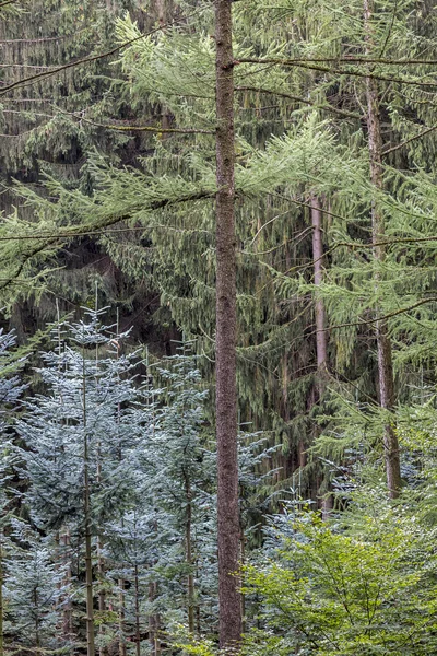 Bosque de coníferas en Baja Sajonia, Alemania —  Fotos de Stock