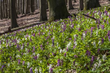 Saxony, Almanya'Freeden dağda corydalis çiçek (Corydalis kava)