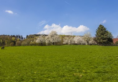 Kiraz çiçek açması ağaçlarda Hagen, Osnabrueck ülke, Almanya