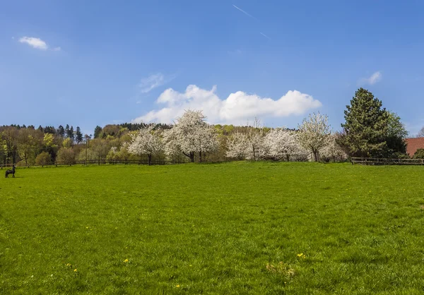Virágzó cseresznye fák Hagen, ország Osnabrueck, Németország — Stock Fotó