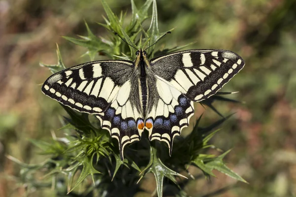 Papilio machaon, Swallowtail mariposa de Italia, Europa —  Fotos de Stock