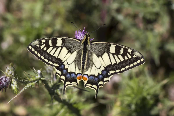 Papilio machaon, Swallowtail mariposa de Italia, Europa — Foto de Stock