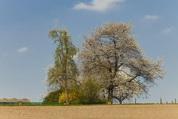 Blossoming cherry tree in spring, North Rhine-Westphalia, Germany — Stock Photo, Image