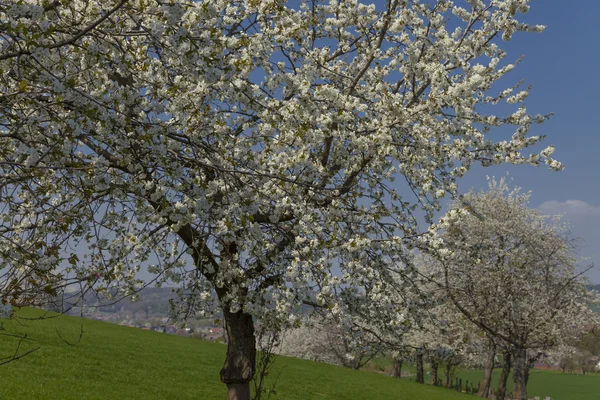 Cherry bomen in het voorjaar, hagen, Nedersaksen, Duitsland — Stockfoto