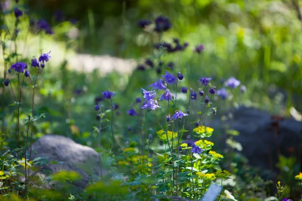 Прелестные маленькие фиолетовые цветочные клумбы в саду — стоковое фото