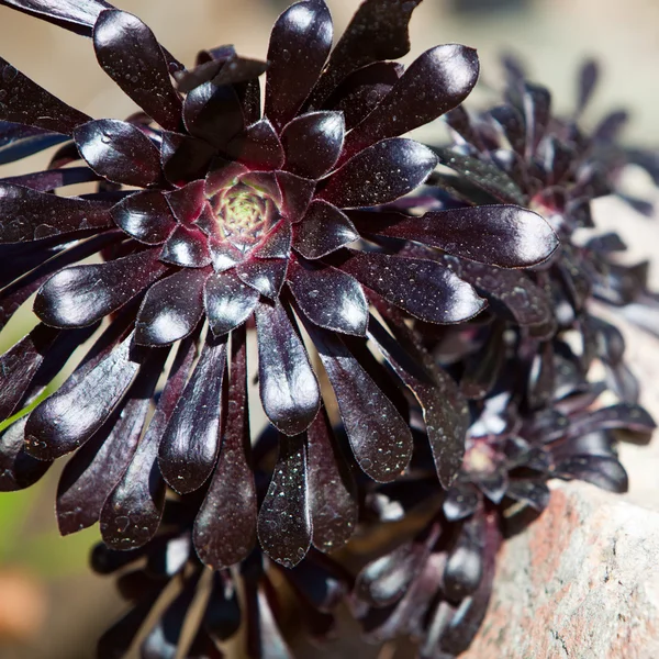 Close-Up of Dark Purple Flower Bloom — Stock Photo, Image