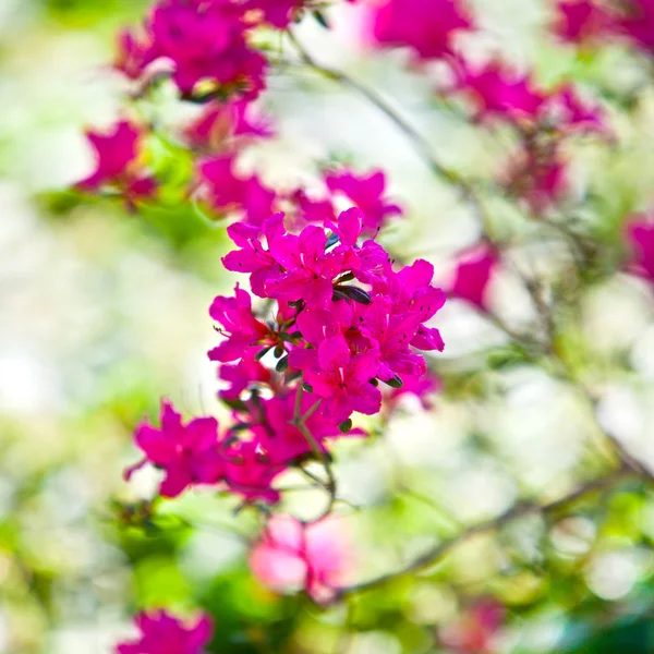 Piękny czerwony fiołek małe kwiaty w ogrodzie — Zdjęcie stockowe