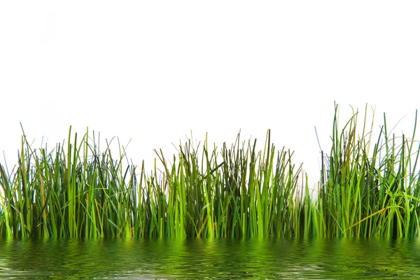 Frische grüne Gräser wachsen am Wasser — Stockfoto