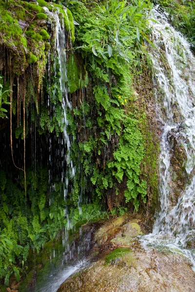 Yeşil bitkiler, su Şelalesi kapatın — Stok fotoğraf