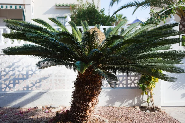 Fechar Sago Palm Tree Fora da casa — Fotografia de Stock