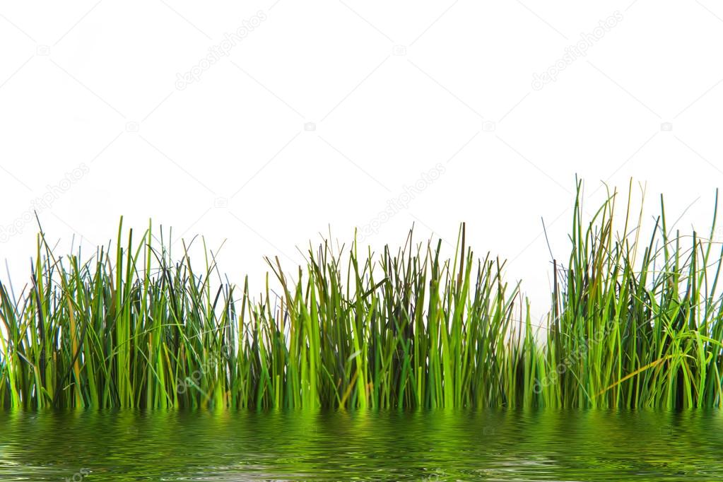 Fresh Green Grasses Growing at the Water