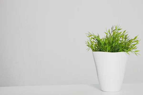 Planta verde en maceta en la mesa con espacio de copia —  Fotos de Stock