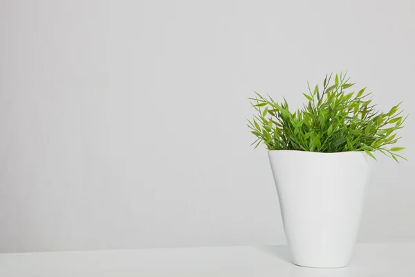 Grüne Topfpflanze auf dem Tisch mit Kopierraum Stockbild