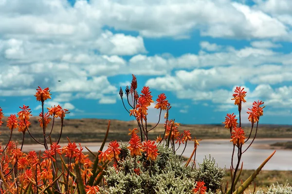 Färgglada röd het poker blommor — Stockfoto