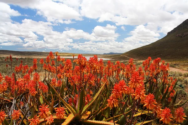 风景秀丽的山区谷地中红芦荟属植物 — 图库照片