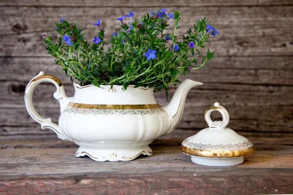 Fialová kytice v bílé čajové konvice — Stock fotografie