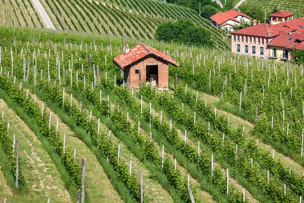 Viñedos verdes del Piamonte . — Foto de Stock