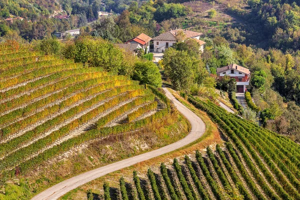 Vinice na kopcích v regionu Piemont, Itálie. — Stock fotografie