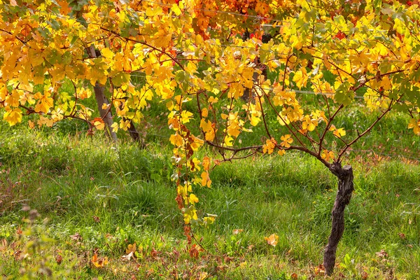 Barevné podzimní vinice. — Stock fotografie