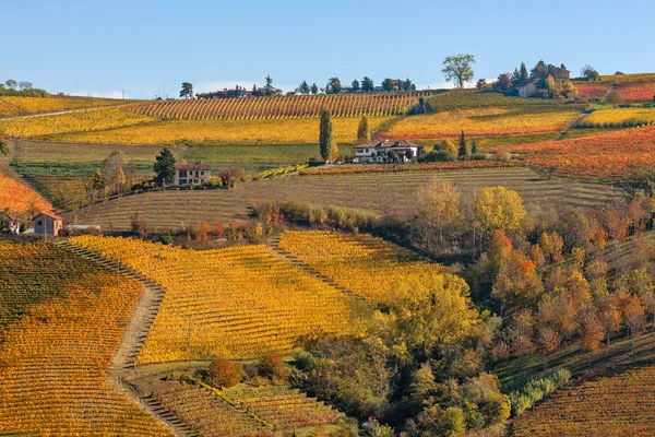 Vinhedos coloridos em colinas outonais do Piemonte . — Fotografia de Stock