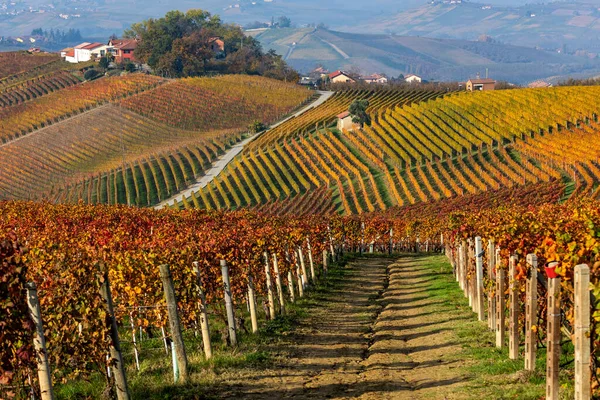 Rzędy Kolorowych Jesiennych Winnic Skrzeli Langhe Piemoncie Północne Włochy — Zdjęcie stockowe