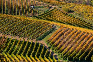 Kuzey İtalya 'da, Piedmont' ta, sonbaharda Langhe tepelerinde üzüm bağları üst üste yetişir..