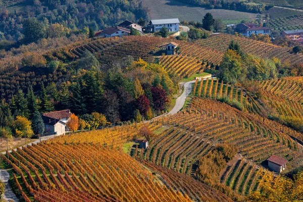 Case Rurali Stradina Tra Vigneti Autunnali Sulle Colline Delle Langhe — Foto Stock