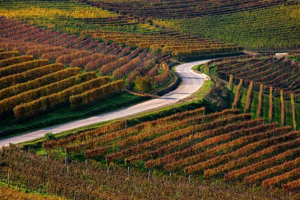 意大利北部皮埃蒙特五彩缤纷的秋季葡萄园间乡村道路景观 — 图库照片