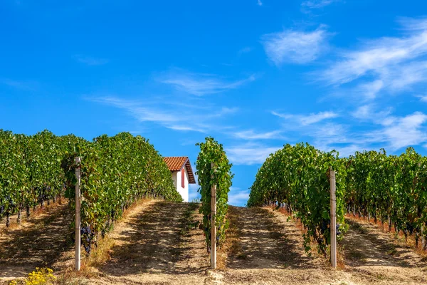 Yeşil üzüm bağları Piedmont, İtalya. — Stok fotoğraf