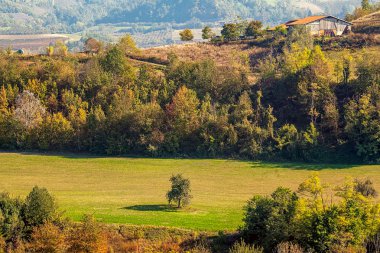 Lone tree ve kırsal evde: piedmont, İtalya.