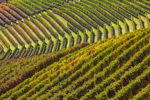 Fileiras de vinhas nas colinas . — Fotografia de Stock