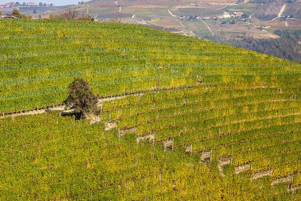 Winnice na wzgórzu w Piemoncie, Włochy. — Zdjęcie stockowe