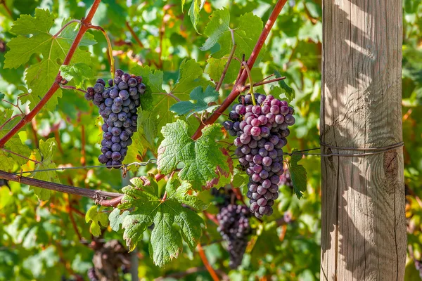 Trauben von reifen Trauben in Italien. — Stockfoto