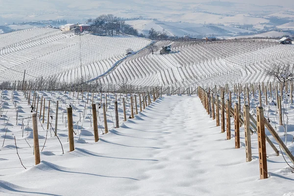 Vineyards covered with snow. — Stock Photo, Image