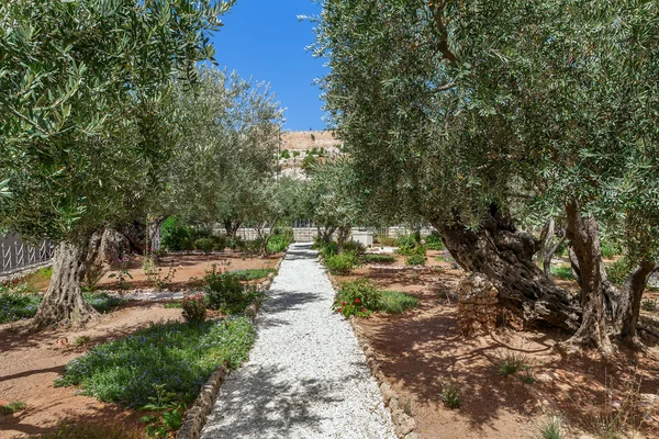 Gardens of Gethsemane in Jerusalem. — Stock Photo, Image