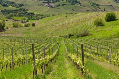 Rows of vineyards in Italy.
