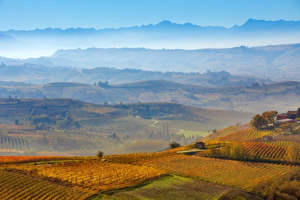 Wijngaarden en mistige heuvels in Italië. — Stockfoto