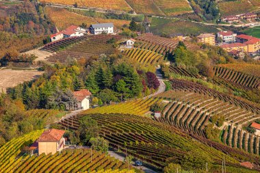 Piedmont, İtalya için sonbahar üzüm bağları.