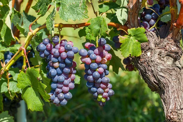 Dois cachos de uvas maduras . — Fotografia de Stock