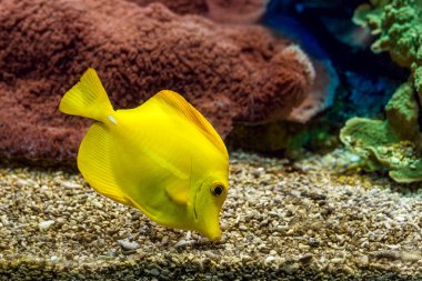 Yellow tang in aquarium. clipart