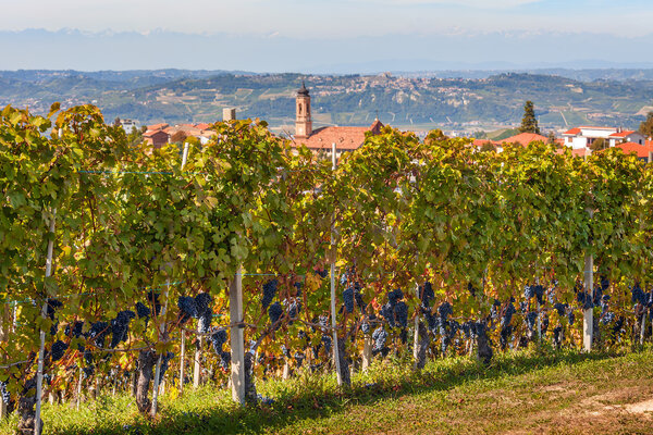 Vineyards of Piedmont, Italy.