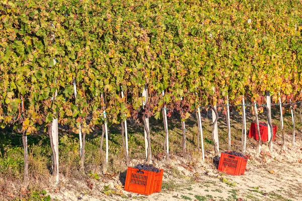 Récolte de raisin en Piémont . — Photo