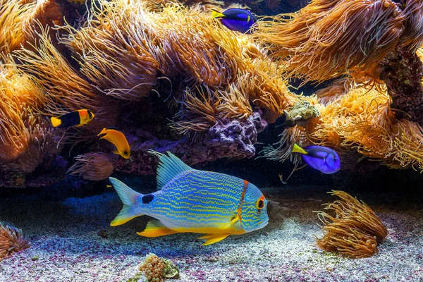 Poissons exotiques colorés dans l'aquarium . — Photo