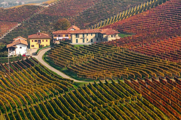 Kleurrijke herfst wijngaarden in Italië. — Stockfoto