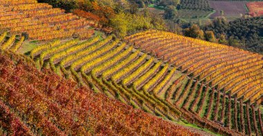 Satırdaki sonbahar üzüm bağları.