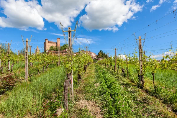 Rader av vinodlingar i Piemonte, Italien. — Stockfoto