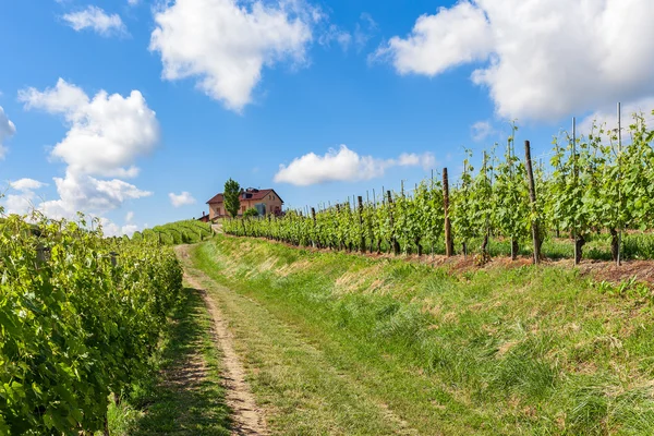 Zelené vinice Piemont. — Stock fotografie