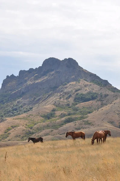 Sakin dağ manzarası
