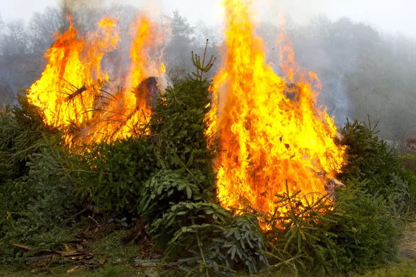 Fuego ardiente al aire libre y llama abierta en los abetos — Foto de Stock